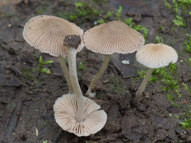 Psathyrella pygmaea